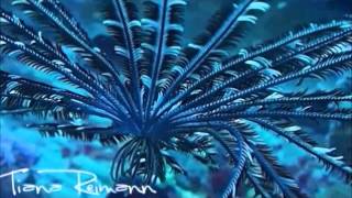 RARE FEATHER STAR SWIMMING [upl. by Princess]