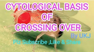 Cytological Basis Of Crossing Over  Genetics [upl. by Francene739]