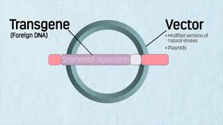 How Does Gene Therapy Work for Patients with Duchenne Muscular Dystrophy [upl. by Eaneg704]