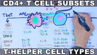 CD4 T Cell Subsets  THelper Cell [upl. by Annej]