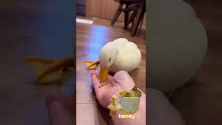 This Parrot’s Moves Will Make You LOL 🤣🦜 funny pets birds parrot [upl. by Josy]