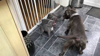 Blue Staffordshire Bull Terrier Puppy Play Fighting With Mum [upl. by Avid]