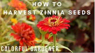 How To Save Zinnia Seeds🌸 Colorful Gardener [upl. by Hurwit]