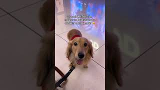 Tips for flying with your dog doglover puppy petowner cutedoglover funny puppyspot happypup [upl. by Ylurt]