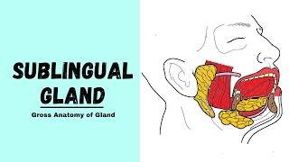 Sublingual gland Anatomy  Major Salivary Glands [upl. by Nylekcaj]