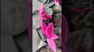 CYCLAMEN FLOWERS CARE TIPS IN 1 MINUTE  shorts [upl. by Justin959]