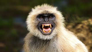 Angry Langur Sound To Scare Monkeys Away [upl. by Atinej]