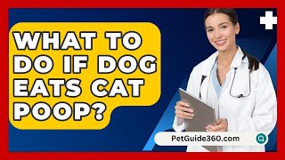 What To Do If Dog Eats Cat Poop  PetGuide360com [upl. by Ydnal]