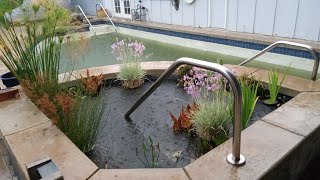 Swimming Pool to Natural Pond Conversion  Episode 6 [upl. by Tsan]