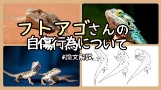 【論文解説】フトアゴヒゲトカゲが自分の足を噛んでしまう事象が発生しているようです [upl. by Dennard]