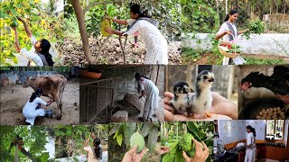 இங்கு மாடு மயில் கோழி குயில் கூடும் நேரம் இதுவ🦚🐓🐣🐂🕊seasonal fruits harvestingnaatukozhi valarpu [upl. by Dorcea]