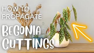 Different Ways to Propagate Begonias  Leaf and Stem Cuttings [upl. by Deer]