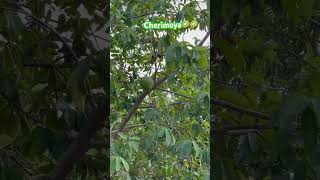 Cherimoya Farm fyp funnyvideo fruit birds happy [upl. by Boelter346]