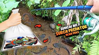 BERUNTUNG‼️Menemukan HABITAT Asli IKAN HIAS VIRAL  Channa LIMBATA [upl. by Namhcan]