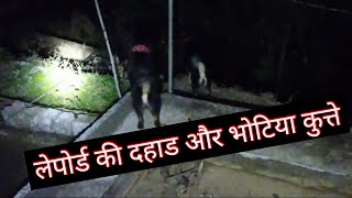 Bhotia Dog in Night timell Lepord Roaringll BharatkDogsll [upl. by Appilihp]