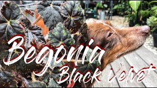 Begonia Black Velvet care and propagation [upl. by Yelrebmyk]