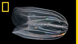 What are Comb Jellies and Why is Their Poop Important  National Geographic [upl. by Winslow986]