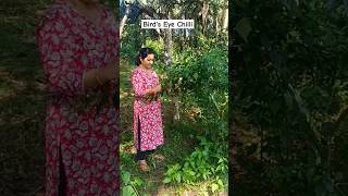 Birds Eye chilli Harvesting 😊🌿🌱🌳minivlogskannada minivlog minivlogs birdseyechilli [upl. by Ela]