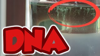 DNS DNA sichtbar machen  Einfaches BioExperiment für Zuhause [upl. by Suivatra]