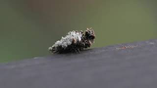 Lacewing Larvae as lichenmoss [upl. by Nykal]