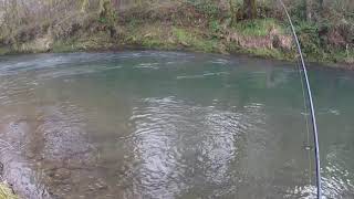 Alsea steelhead 2 fish caught in February [upl. by Gazo]