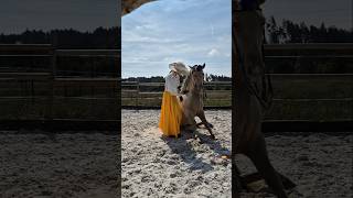 How to teach your horse to sit so that he does it himself Bomb proof horse Horsefun horsetraining [upl. by Plossl]