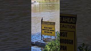 Boats and birds on the Yarra River Melbourne 4K Walking Tour boat river views melbourne bird [upl. by Elleinahc889]