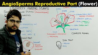 Angiosperms General Characteristic and Flower Structure and Function [upl. by Delle]