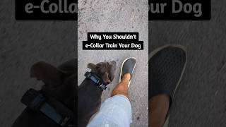 OffLeash Pitbull Ecollar Train your dogs Today dog pets pitbull offleashdogtraining shorts [upl. by Mapes]