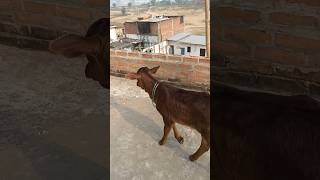 Sahiwal original cow baby  cow calf sahiwal gir original shorts  Suraj yadav [upl. by Agbogla251]