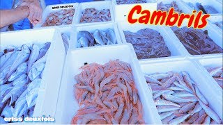 Cambrils  Chalutier  Criée  4K  Port de Pêche  Crabe  Poisson  Bateaux  Catalogne  Espagne [upl. by Annaeed72]