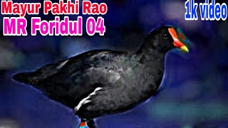 Mayur Pakhi Rao video MR Foridul 04 [upl. by Yngiram]