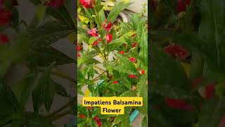 Red Impatiens Balsamina Flower 🥀🥀🥀flowers gardening balconygarden plantlover viralshorts [upl. by Mosi]