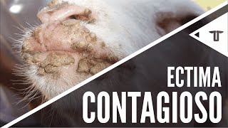 Ectima Contagioso [upl. by Erbe557]