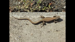 Lucertole  Lucertola muraiola Podarcis muralis  Wall lizard  Lagarto de pared  Lézard [upl. by Akemehc]