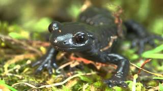 Alpensalamander Salamandra atra [upl. by Enimzaj]