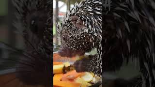 prehensile tailed porcupine [upl. by Airlia]