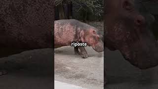 Hippopotame vs Crocodile Qui Gagne [upl. by Ettennyl]