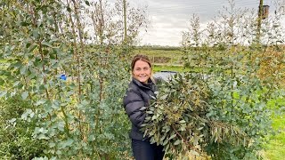 Maintaining Eucalyptus on the Flower Farm 🌿 [upl. by Burley580]