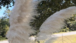 Pampas grass Cortaderia selloanaperennial grassPastelpaletteYT [upl. by Erena]