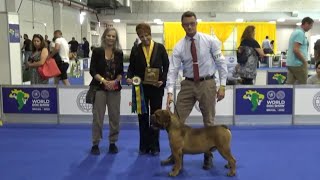 Buldogue Campeiro World dog show 2022 Brazil [upl. by Beane823]