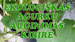 Ekologiškas agurkų auginimas kibire [upl. by Lardner]