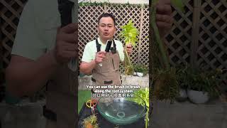 富贵竹怎么清洗How to clean moss growing in Dracaena sanderiana 养花小知识 garden 养花gardeningbonsai园丁园艺科普 [upl. by Deacon]