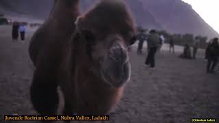 😯 I was chased by the Bactrian Camel 🐫 [upl. by Dean]