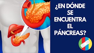 ¿En dónde se encuentra el páncreas [upl. by Nauqram]