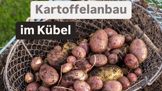 Kartoffeln im Kübel anbauen 🥔 meine mega Ernte 🙌🏻 du benötigst nur wenig Platz 🙌🏻 [upl. by Finella]