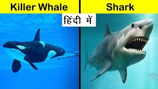 Killer Whale vs Shark Comparison in Hindi Shorts Short [upl. by Camilo]