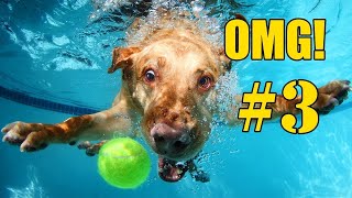 🐶 Grappige Honden Filmpjes OMG  Compilatie Deel 3 [upl. by Nali241]