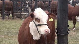 Vetanco una empresa argentina con productos veterinarios y servicio técnico comercial [upl. by Ahsitam733]