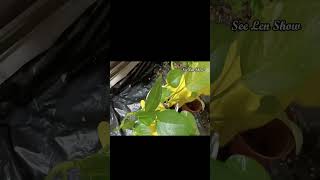 How to take care pothos plantRepotting pothos plantEssential tips pothos plantshorts pothos [upl. by Esinel]